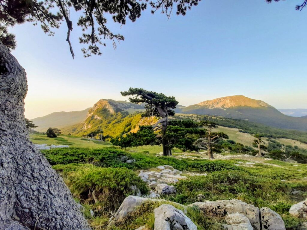 foto suggestiva dei fantastici pini loricati, alberi rari e antichi